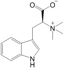 Hypaphorine