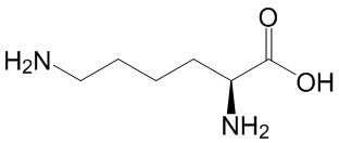 L-lysine