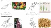 Triterpenoids
